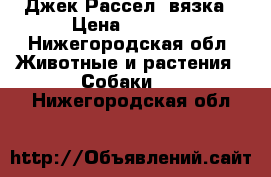 Джек Рассел, вязка › Цена ­ 3 000 - Нижегородская обл. Животные и растения » Собаки   . Нижегородская обл.